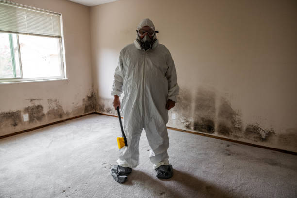 Best Certified Mold Removal  in Blackstone, VA