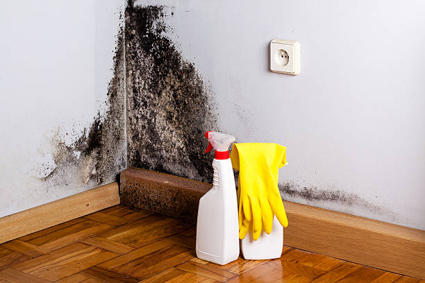 Best Mold Removal Company Near Me  in Blackstone, VA