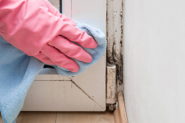 Best Best Mold Removal Companies  in Blackstone, VA