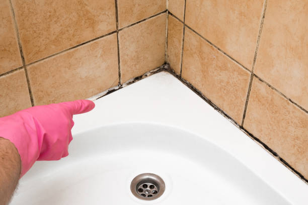 Best Mold Remediation  in Blackstone, VA